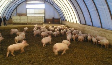 Жители поселка в ВКО снова жалуются на владельца свинофермы