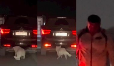 Живодёр привязал собаку к машине и протащил по улицам в Алматинской области