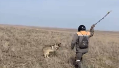 Сельчанина накажут за избиение волка цепью в Актюбинской области