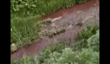 Поля в Туркестанской области поливают водой с кровью из убойных пунктов