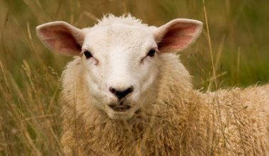 В Туркестанской области случился массовый падеж овец