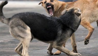 В Семее бродячие собаки напали на школьницу