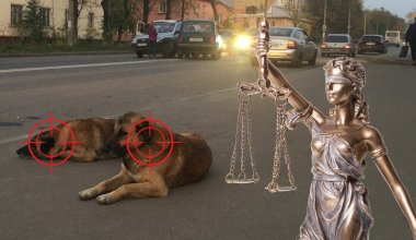 Стрелять нельзя помиловать: почему в Казахстане закон есть, а ответственности за собак нет