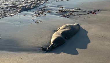 На побережье Каспия обнаружили туши тюленей и осетров