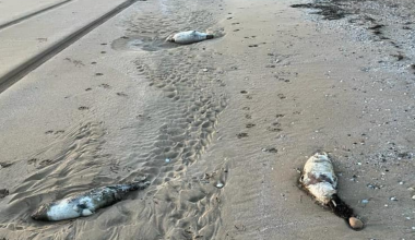 15 мертвых тюленей нашли на берегу Каспия: ведется расследование