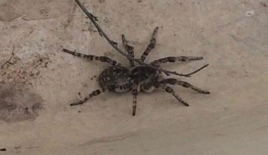 В Уральске огромные пауки забираются в дома