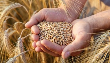 Казахстан планирует увеличить экспорт зерна в Китай до 1 млн тонн в год
