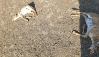 Около 150 голов погибших сайгаков обнаружили в Западно-Казахстанской области