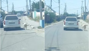 Не хватило места: живодер привязал собаку к авто и протащил по улицам Шымкента