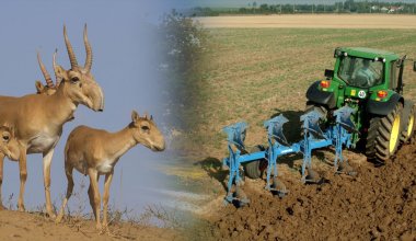Природа VS сельское хозяйство: почему на западе Казахстана не могут остановить войну с сайгаками