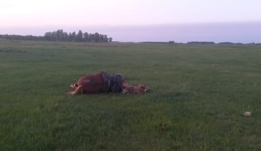 Пастуха и его лошадь убило молнией в СКО