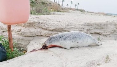 На набережной в Актау нашли мертвого тюленя