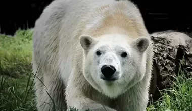 В зоопарке Алматы поселилась белая медведица