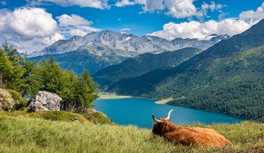 В Казахстане могут ограничить вывоз коров и овец