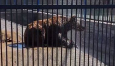 Медведь едва не напал на девочку в зоопарке Караганды