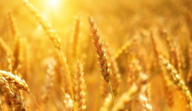 16 млн тонн пшеницы планируют собрать в Казахстане