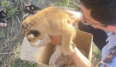 Львят из карагандинского зоопарка пытались продать