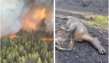 Минэкологии не смогло предоставить данные о популяции животных в горящем лесу в Абае до пожара