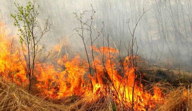 Крупный пожар разгорелся в заповеднике Акмолинской области
