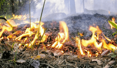 В Костанайской области на вырубке сгоревшего леса заработали более миллиарда тенге