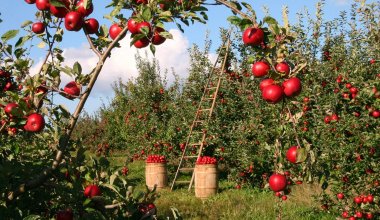 В гибели яблоневых садов в Алматы обвинили семью Назарбаевых