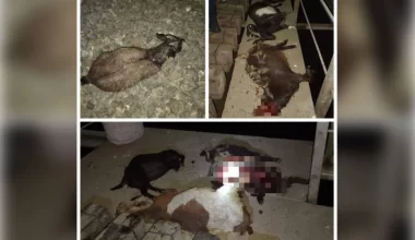 В Актюбинской области грузовой поезд сбил 25 голов мелко-рогатого скота