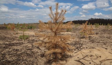 В Костанайской области погибают деревья, высаженные на месте сгоревших после пожара