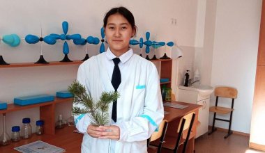 Казахстанская школьница изготовила аналог аскорбиновой кислоты из хвои сосны