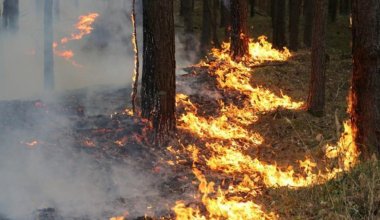 В министерстве экологии ещё не посчитали ущерб от пожаров в области Абай