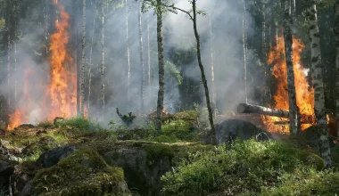 Крупный пожар разгорелся в лесничестве Павлодарской области