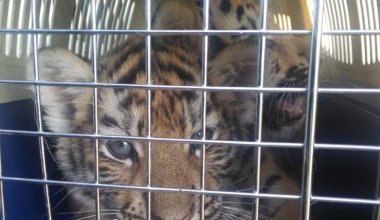 Тигрят и львят хотели незаконно вывезти в казахстанский зоопарк из России