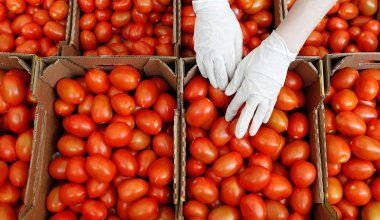 В Россию из Казахстана завезли заражённые опасным вирусом помидоры