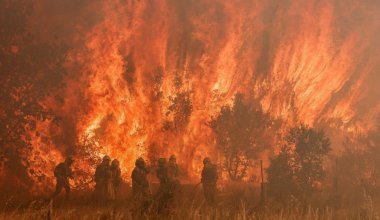 Лесной пожар в области Абай ликвидировали