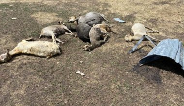 Во время пожара в Павлодарской области сгорели овцы