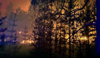В резервате "Ертіс орманы" объявлен режим ЧС: сгорело порядка 850 га леса