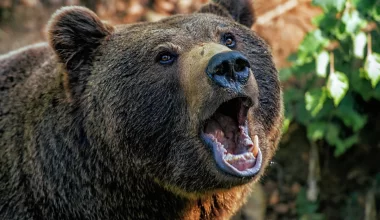 Ампутировали руку: медведь набросился на мужчину в СКО