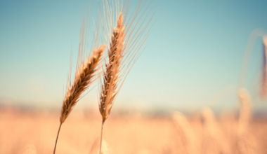 Пшеницу из России под видом казахстанской ввозили в страны Центральной Азии