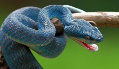 В Костанайской области девочка оказалась при смерти после укуса змеи