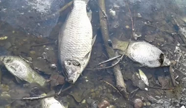 Массовый замор рыбы произошел в озере в Северном Казахстане