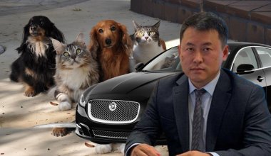 Никто по квартирам ходить не будет: в Минэко собак и кошек приравняли к автомобилям
