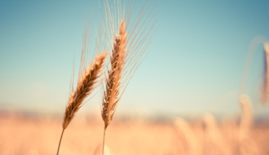 Запрет на ввоз пшеницы в Казахстан продлили