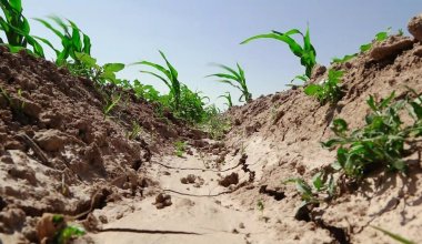 Дефицит воды: урожай на 560 га не удалось сохранить в Жамбылской области