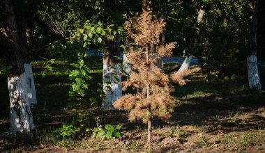 Заброшенный сухостой и угроза взрывов: депутаты о состоянии деревьев в Астане