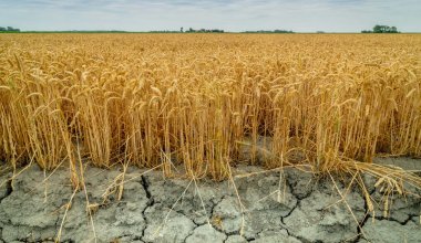 Ждать ли повышения цен на хлеб из-за сгоревшего урожая в Казахстане