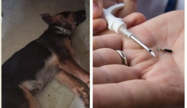 В Караганде собака умерла после чипирования