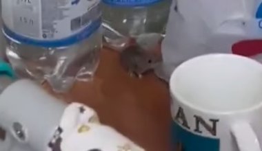 В Атырау роженицы в перинатальном центре развлекаются съёмками мышей в палатах