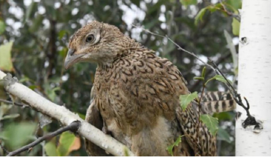 Почти 1000 фазанов выпустили на волю в Астане