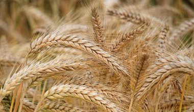 Казахстан и Китай: возобновлены поставки пшеницы зерновозами