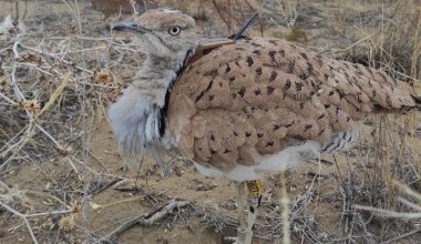 В Казахстане больше 2500 редких птиц выпустили на волю