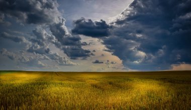 Казахстан вновь ввёл ограничения на импорт «серой» пшеницы из России